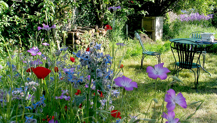 Oiseaux nicheurs des falaises de sable à Osselle